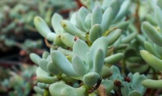 冬天多肉叶片扦插方法 冬天多肉叶片扦插方法介绍