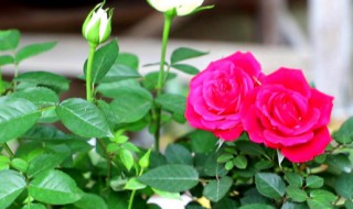 三月份月季花养殖方法 新种月季花的养殖方法