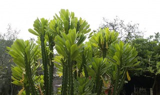 霸王鞭的养殖方法及造型 霸王鞭的养殖方法修剪