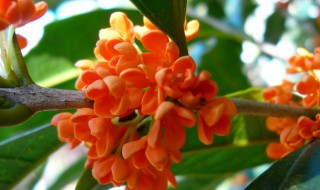 丹桂扦插繁殖时间和方法（丹桂扦插繁殖时间和方法图片）