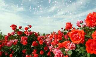 裸根月季种植方法（裸根月季种植方法视频）