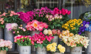 大叶海棠花的扦插方法（大叶海棠花的扦插方法视频）