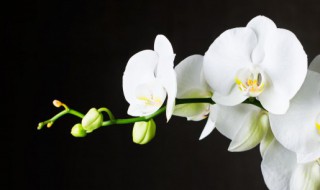 花生壳种兰花的方法是什么(花生壳种兰花的方法是什么呢)