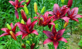 盆栽百合花后的管理方法（盆栽百合花后的管理方法有哪些）