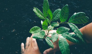 香椿树大棚种植方法 香椿树大棚种植方法图片