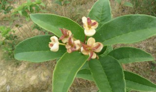 桂花树不开花的解决方法（地栽桂花树不开花的解决方法）