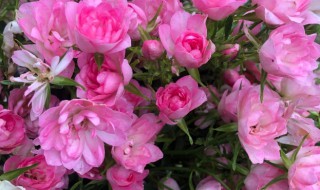 天荷繁星月季的养殖方法 天荷繁星月季的养殖方法图解