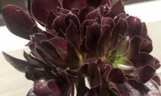 法师突然掉叶子特别厉害怎么办 法师老是掉叶子怎么办