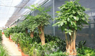 富贵树的繁殖方法 富贵树的繁殖方式