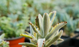 月兔耳的繁殖方法 月兔耳怎么繁殖