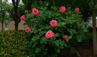 月季裸根种植方法(月季裸根种植方法图片)