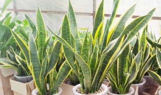 虎皮兰扦插时间和方法 虎皮兰扦插时间和方法视频