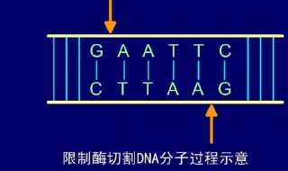 黏性末端是指哪一部分 黏性末端相同指哪里