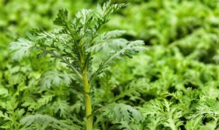 菊花菜种植时间和方法（菊花的种植时间和方法）