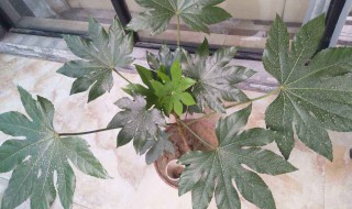 八角金盘分株繁殖方法 八角金盘种子种植方法