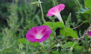 牵牛花的繁殖方法 牵牛花的繁殖方法有哪些