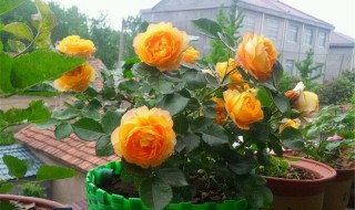 啤酒浇月季的正确方法 什么是啤酒浇月季花的正确方法