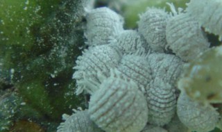 介壳虫怕什么 介壳虫的天敌是什么