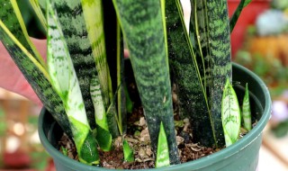 虎尾兰的繁殖方法（虎尾兰的繁殖方法视频）