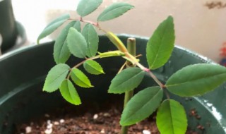 冬季月季的扦插方法（入冬月季的扦插方法）