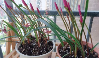 风雨兰的繁殖方法（风雨兰的繁殖方法视频）