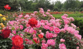 月季根部叶子修剪方法 月季根部叶子修剪方法视频