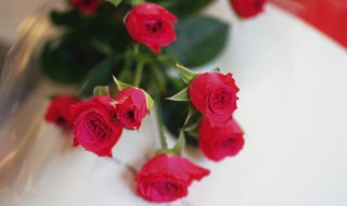 玫瑰养殖培育方法(玫瑰栽培方法)