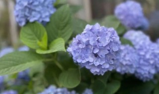 巴西绣球花的养殖方法 巴西绣球花的养殖方法视频