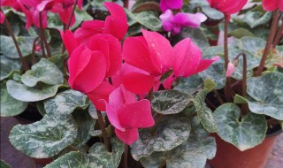 萝卜海棠的养殖方法（萝卜海棠的养殖方法和过程）