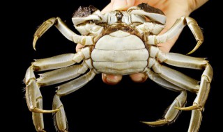 蒜蓉蟹的做法（蒜蓉蟹的做法蓉蟹腿的做法）