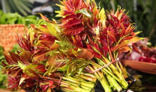 香椿要焯水吗（香椿要焯水吗蚂蚁庄园）