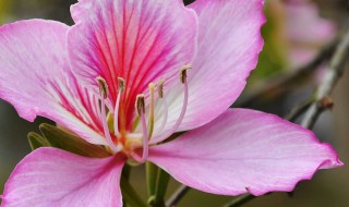 洋紫荆的繁殖方法 紫荆怎样繁殖