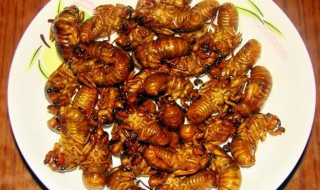 知了猴哪些部位不能吃 知了猴什么人不宜吃