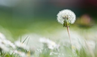 蒲公英一句话语录（蒲公英一句话语录大全）