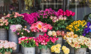 杜鹃花的繁殖方法与时间（杜鹃花的繁殖方法与时间视频）