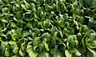 寒露种什么蔬菜 寒露种什么蔬菜比较好