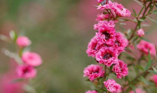 松红梅的养殖方法 澳洲松红梅的养殖方法