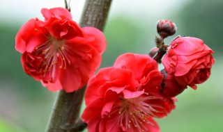 红梅花养殖方法 红梅花养殖方法和注意事项养