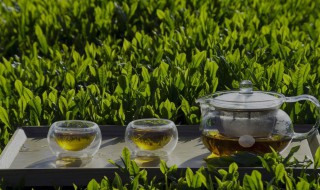 高山云雾茶属于什么茶（高山云雾茶属于什么茶系列）