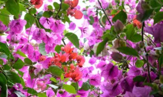 乱花渐欲迷人眼的寓意是什么(乱花渐欲迷人眼的寓意是什么)