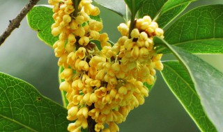 桂花有什么功效与作用（桂花有什么功效与作用禁忌）