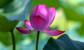 旱荷花的养殖方法 旱荷花的养殖方法和注意事项上有小白点