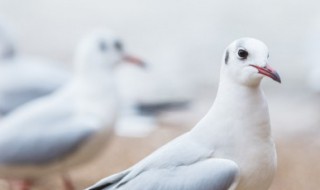 大养生喝什么汤 大养生喝什么汤最好