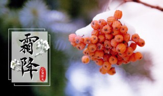 霜降养生喝什么粥好 霜降养生吃什么最好