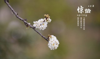 惊蛰时节食疗养生的方法是什么（惊蛰时节食疗养生的方法是什么意思）