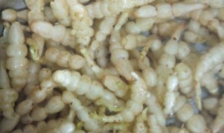 地灵的腌制方法 腌地灵儿怎么腌