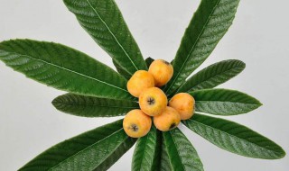 枇杷叶的功效与作用是什么 枇杷叶的作用与功效与作用是什么