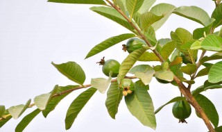 番石榴叶泡茶的功效 番石榴叶茶泡茶的功效与作用