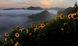 生葵花籽能吃吗（生葵花籽能吃吗有营养吗）