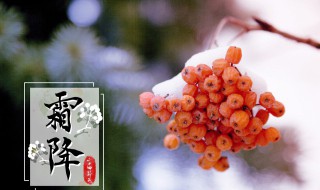 霜降节气吃什么好（降霜节气吃什么食物）